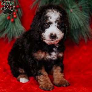 Barry, Mini Bernedoodle Puppy